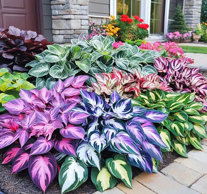 Funkelnde Blumensamen – 𝐙ü𝐜𝐡𝐭𝐞𝐧 𝐒𝐢𝐞 𝐞𝐱𝐪𝐮𝐢𝐬𝐢𝐭 𝐬𝐜𝐡ö𝐧𝐞, 𝐁𝐥𝐢𝐜𝐤𝐟𝐚𝐧𝐠-𝐁𝐥𝐮𝐦𝐞𝐧: "𝐇𝐞𝐢𝐦𝐢𝐬𝐜𝐡𝐞 𝐊ä𝐭𝐳𝐜𝐡𝐞𝐧-𝐎𝐫𝐜𝐡𝐢𝐝𝐞𝐞𝐧" 🌸😺